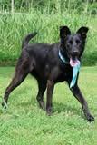 Enlarge Ellie, a Adoptable mixed breed in Columbia, TN image 3/5