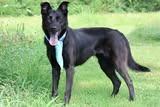 Enlarge Ellie, a Adoptable mixed breed in Columbia, TN image 4/5