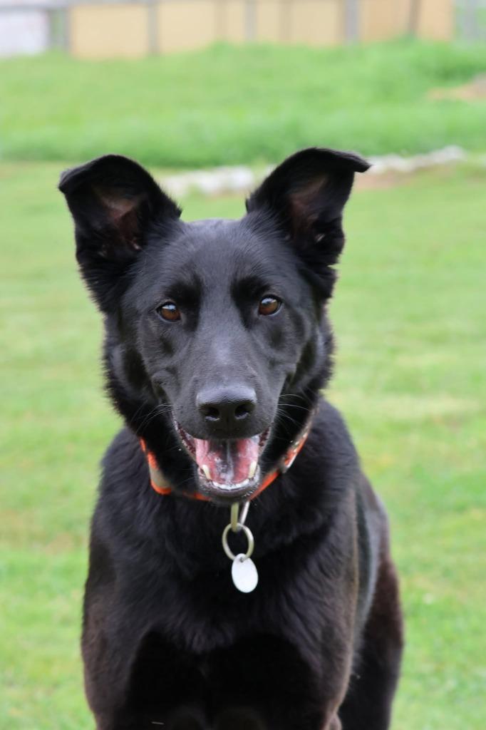 Ellie, a Adoptable mixed breed in Columbia, TN image 4/5