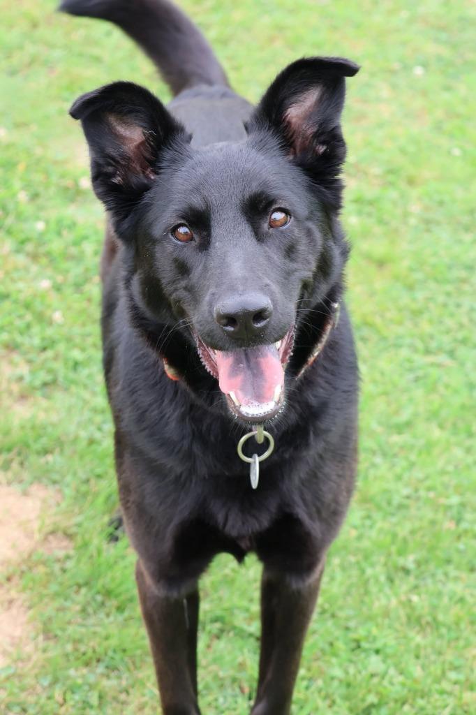 Ellie, a Adoptable mixed breed in Columbia, TN image 5/5