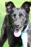 Enlarge Ellie, a Adoptable mixed breed in Columbia, TN image 5/5