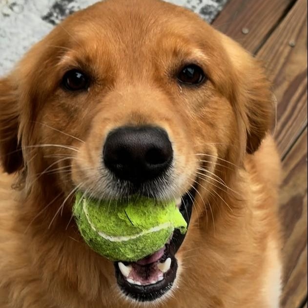 Sadie, a ADOPTABLE Golden Retriever in New Canaan, CT image 1/5