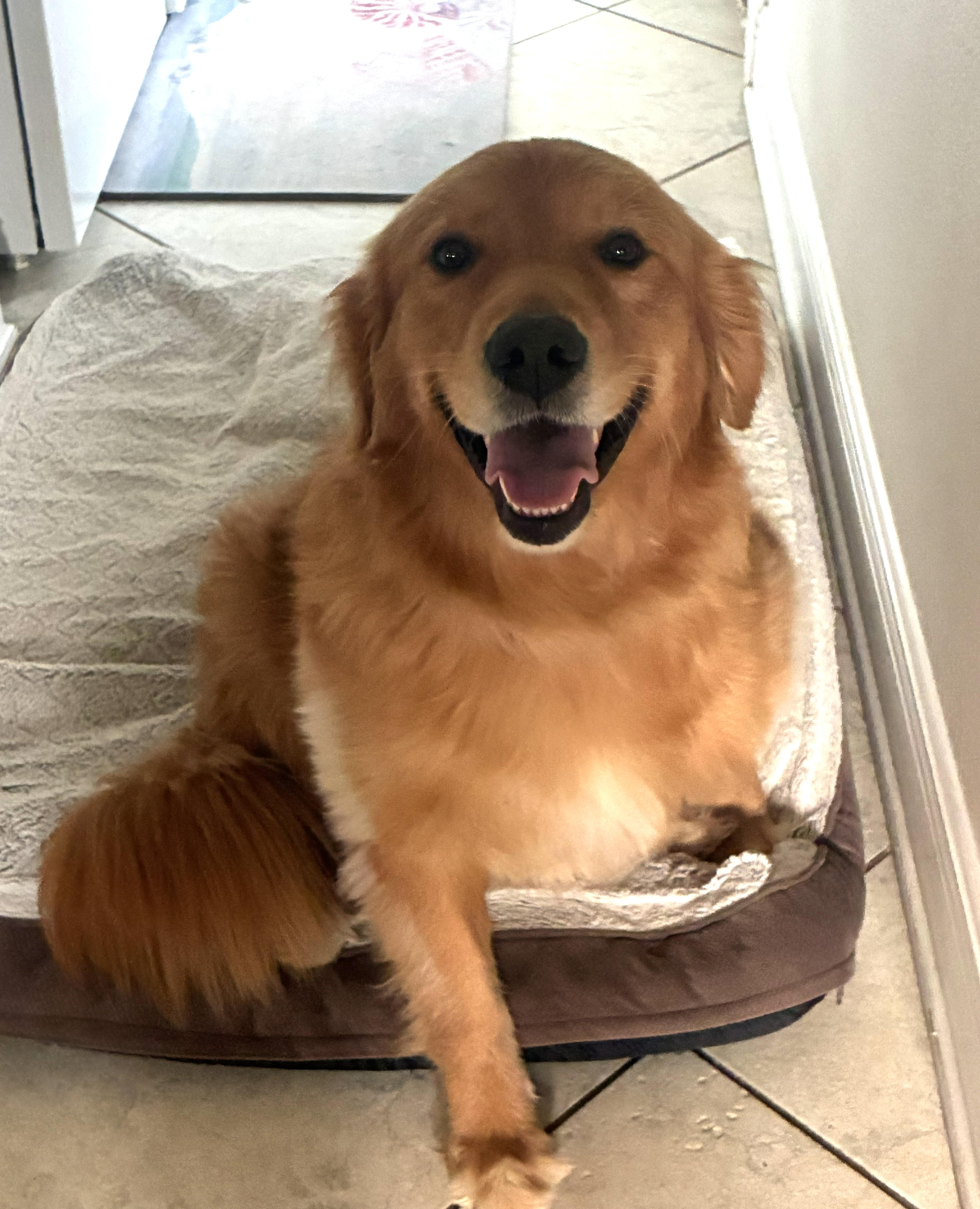 Sadie, a ADOPTABLE Golden Retriever in New Canaan, CT image 3/5