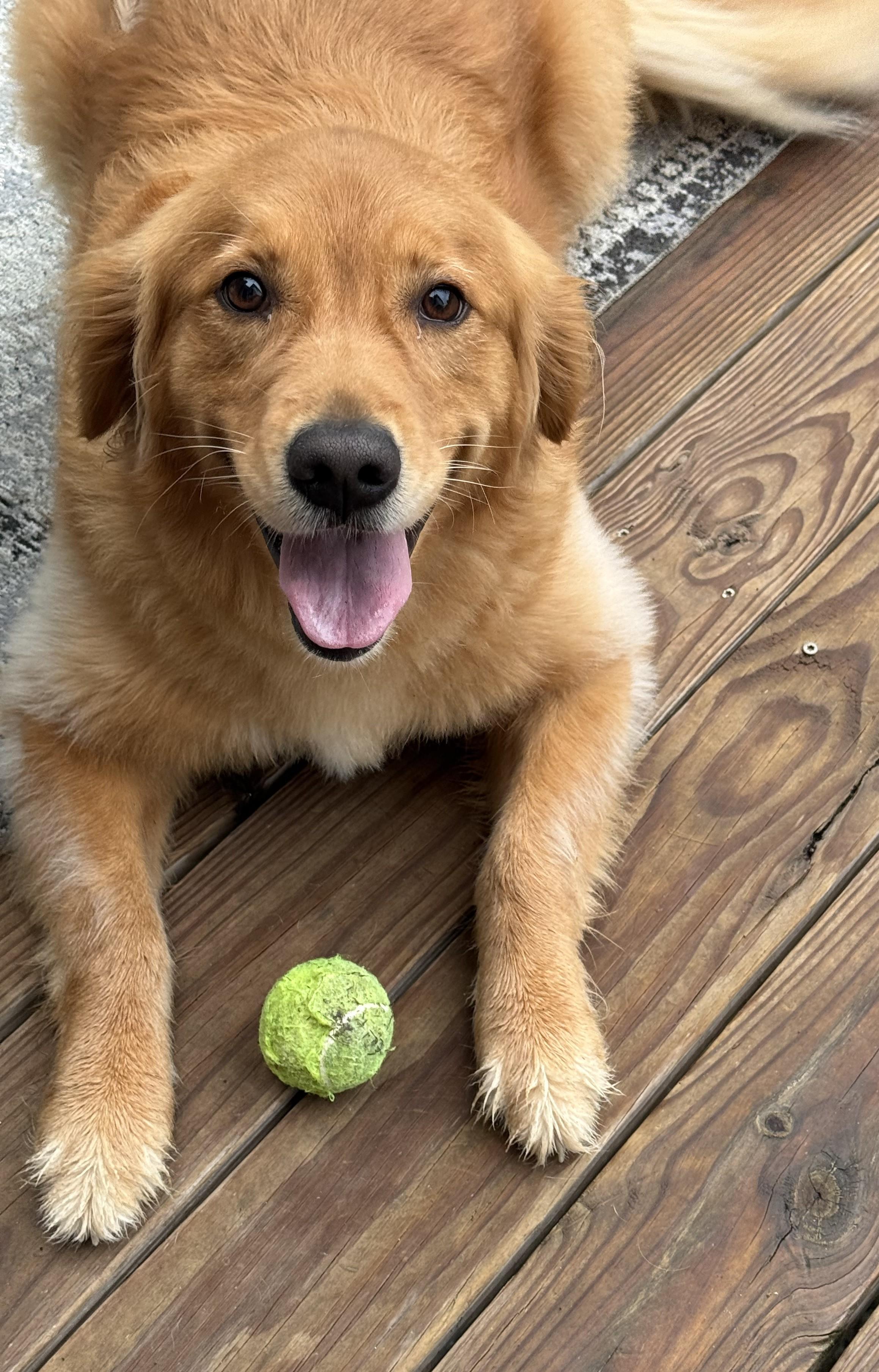 Sadie, a ADOPTABLE Golden Retriever in New Canaan, CT image 2/5