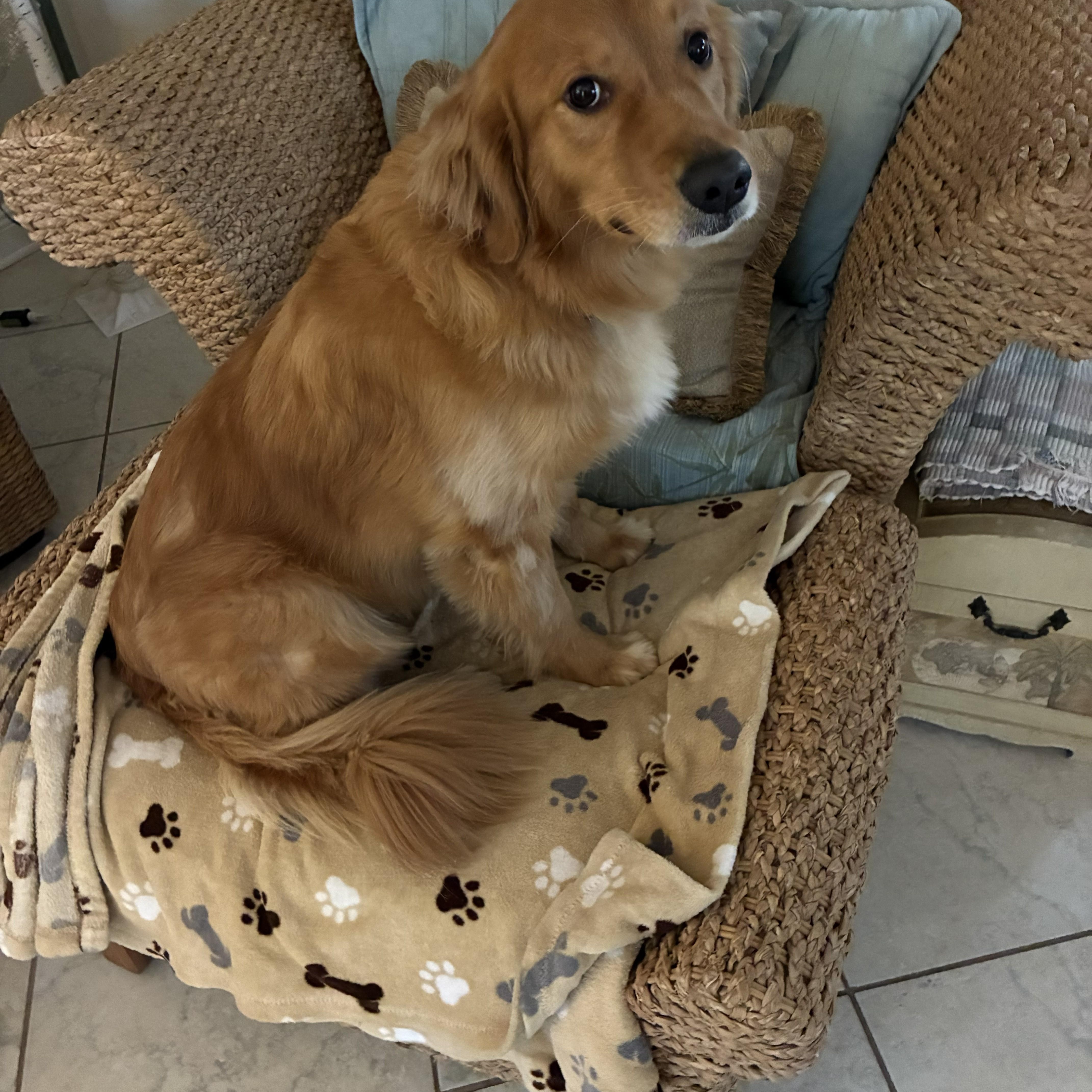 Sadie, a ADOPTABLE Golden Retriever in New Canaan, CT image 4/5