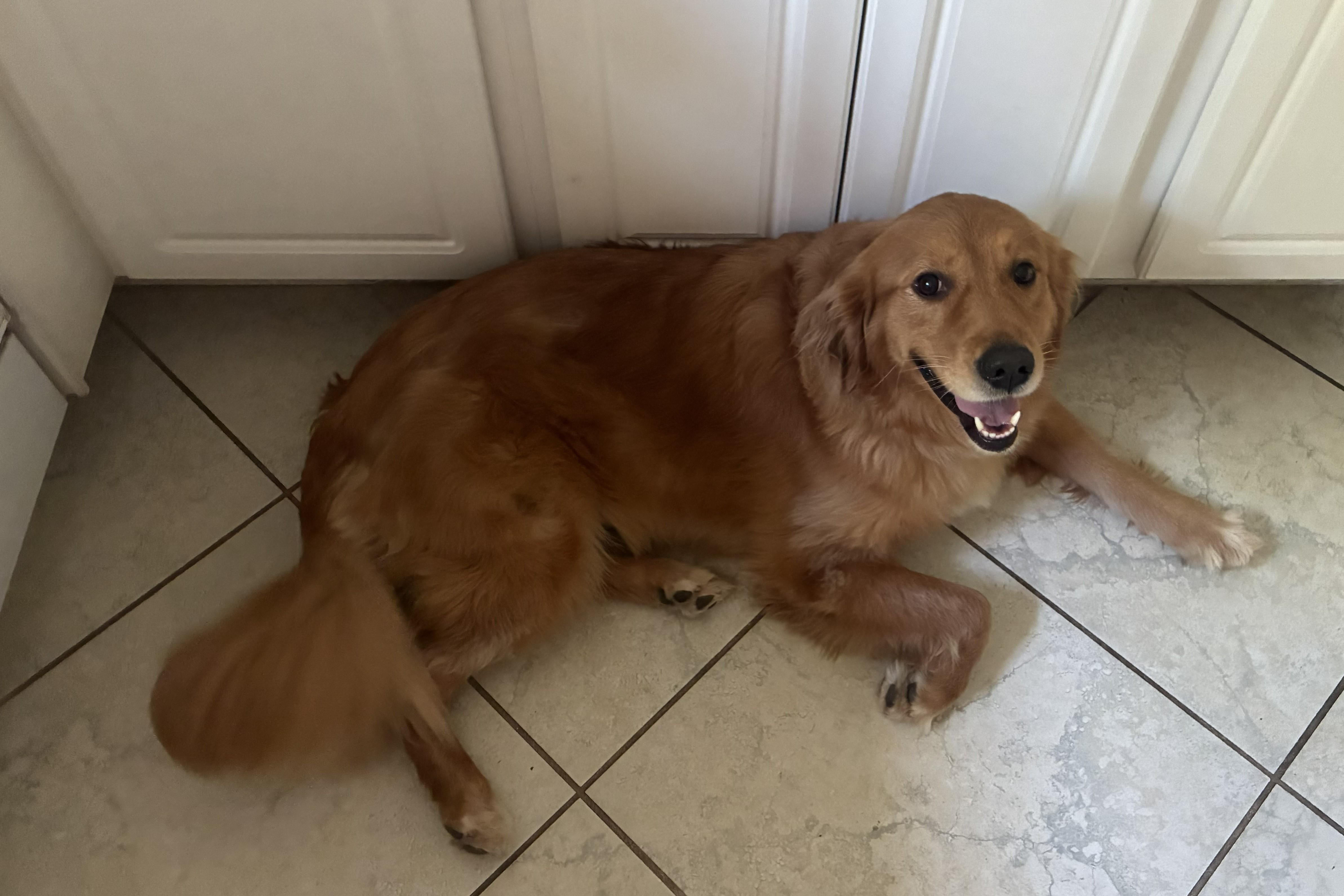 Sadie, a ADOPTABLE Golden Retriever in New Canaan, CT image 5/5