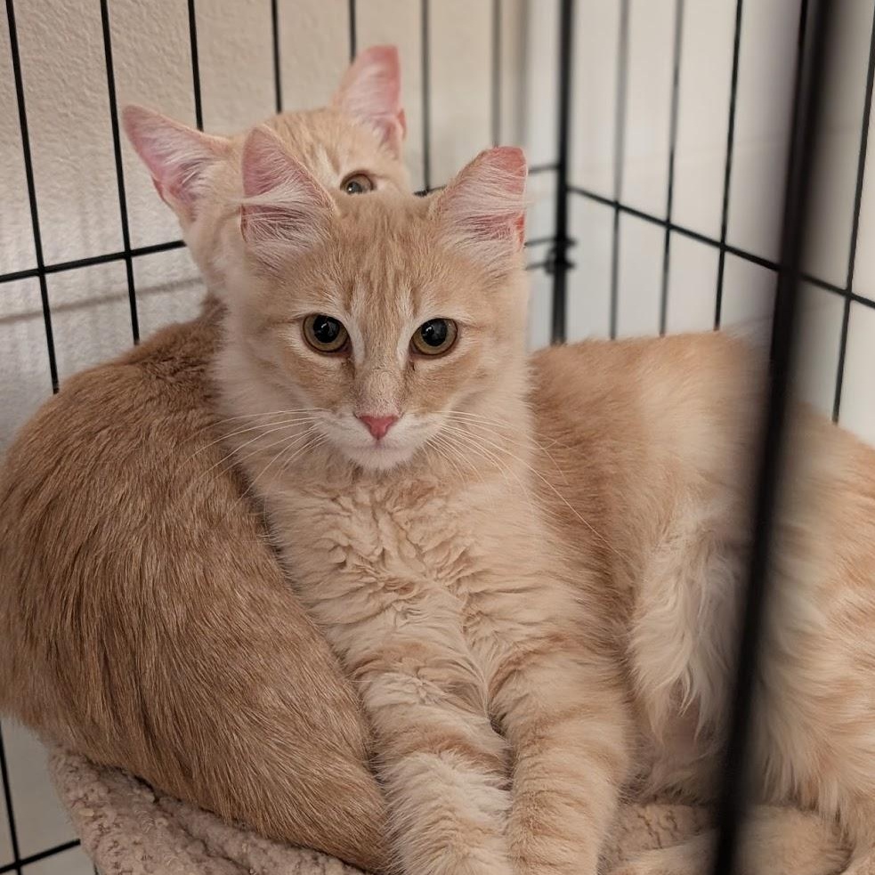 Enlarge Ted, a Adoptable Domestic Long Hair in South San Francisco, CA image 5/6