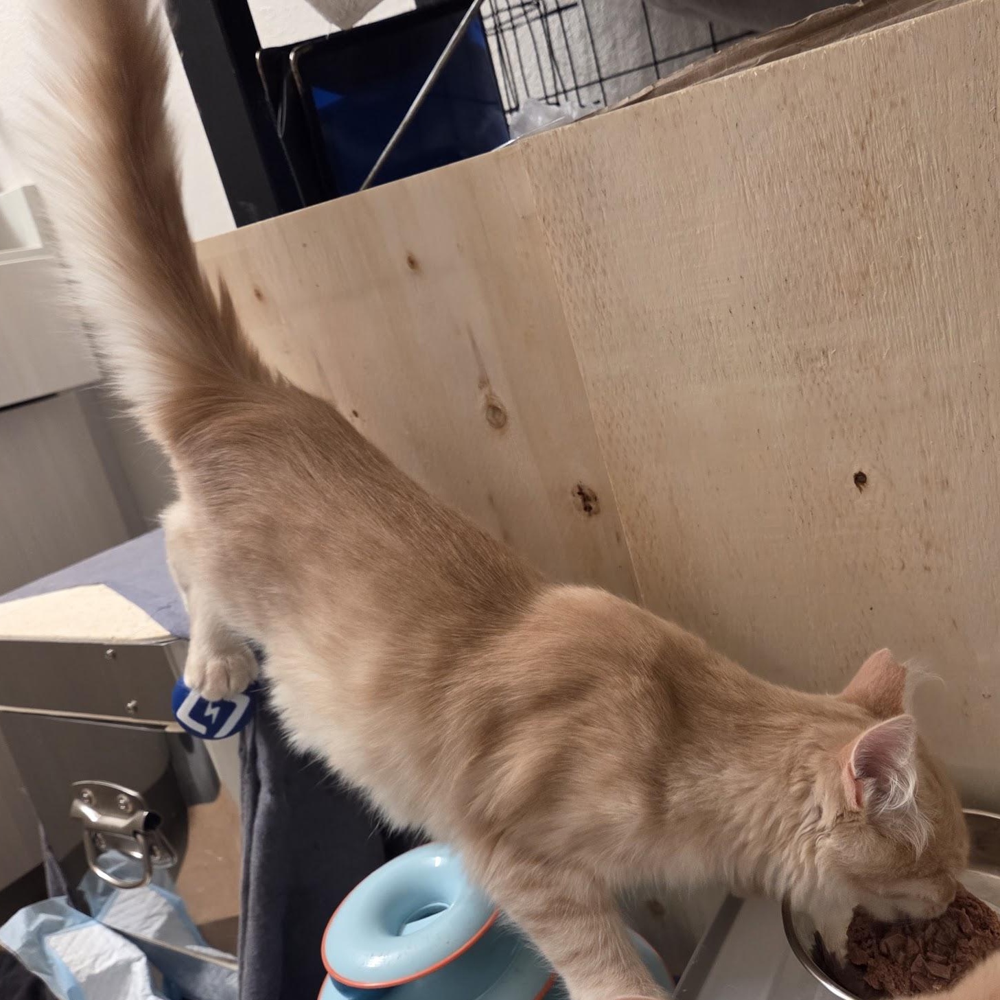 Enlarge Ted, a Adoptable Domestic Long Hair in South San Francisco, CA image 3/6
