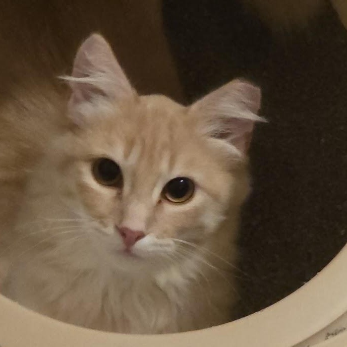 Enlarge Ted, a Adoptable Domestic Long Hair in South San Francisco, CA image 2/6
