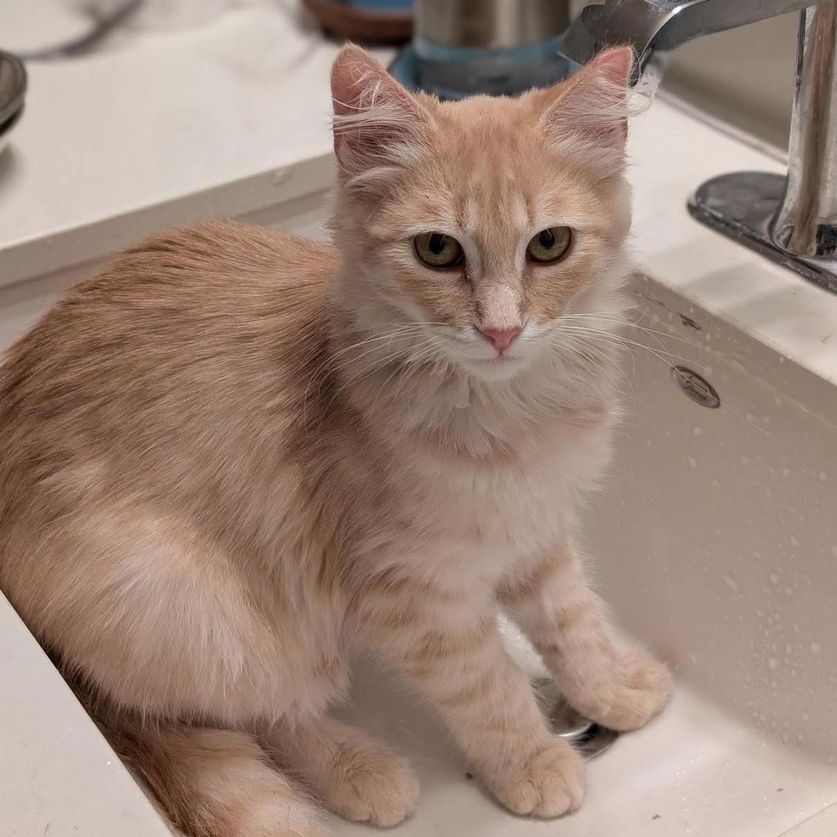 Enlarge Ted, a Adoptable Domestic Long Hair in South San Francisco, CA image 6/6