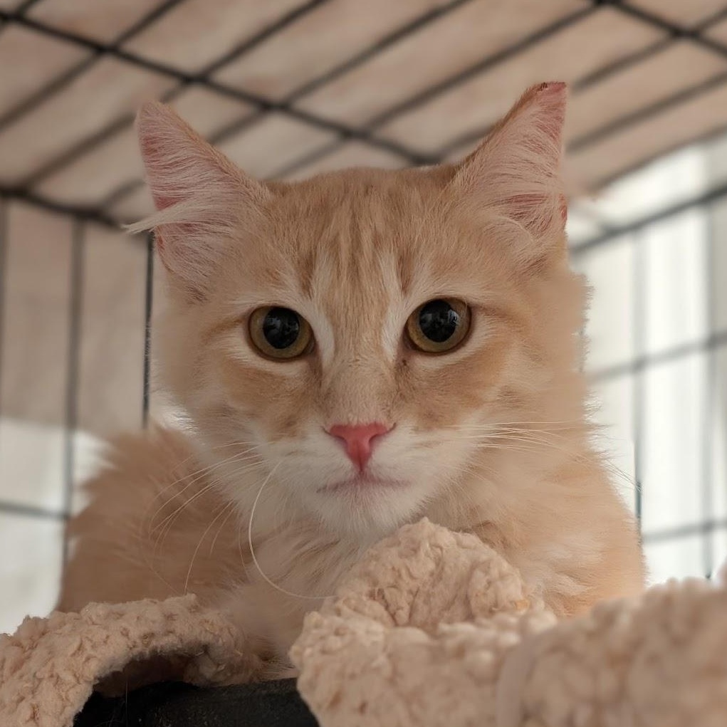 Ted, Adoptable, Young Male Domestic Long Hair.