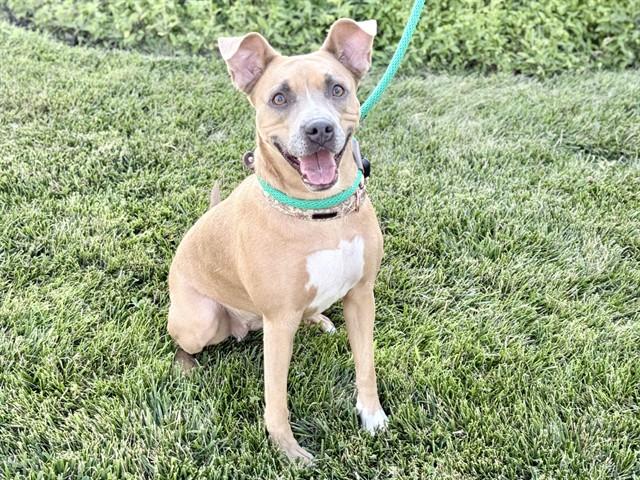 POPPY, Adoptable, Young Female Pit Bull Terrier & Mixed Breed.