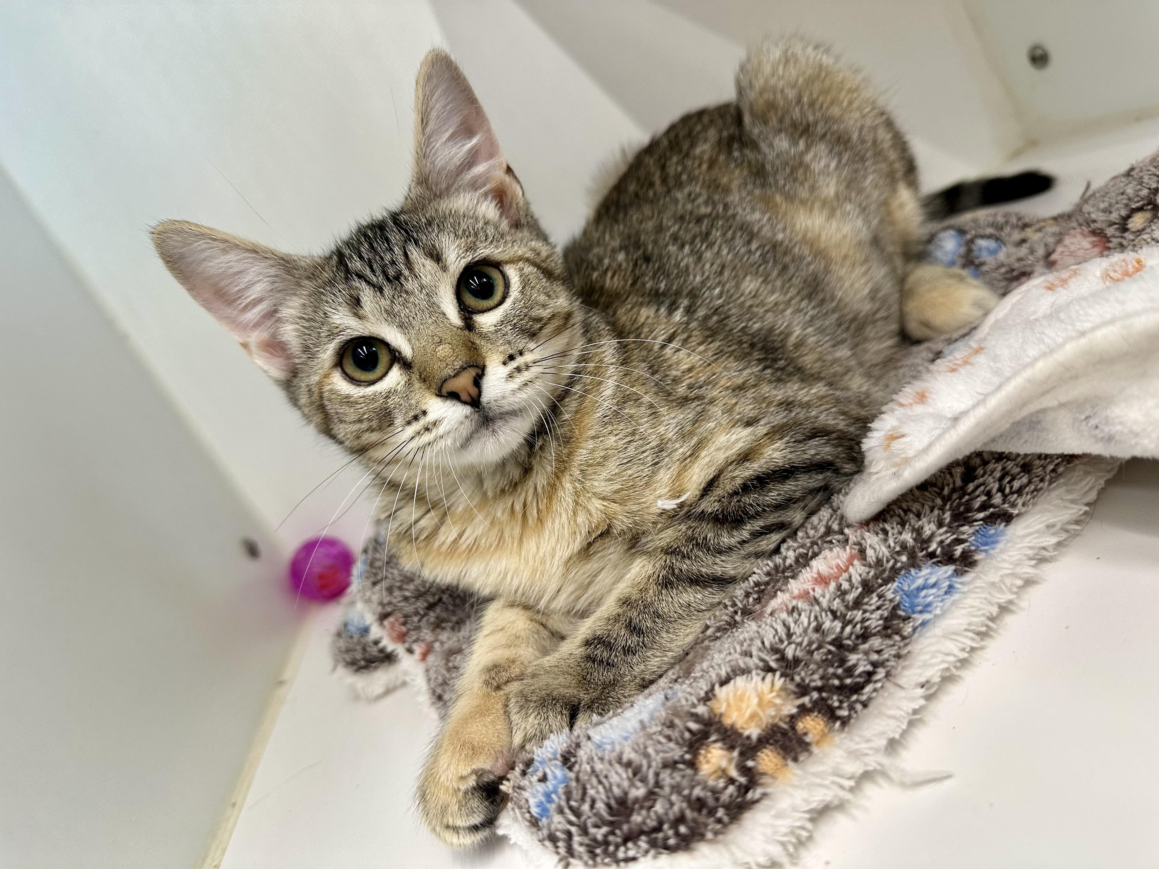 Enlarge Wally, a ADOPTABLE Domestic Short Hair in Corpus Christi, TX image 2/2