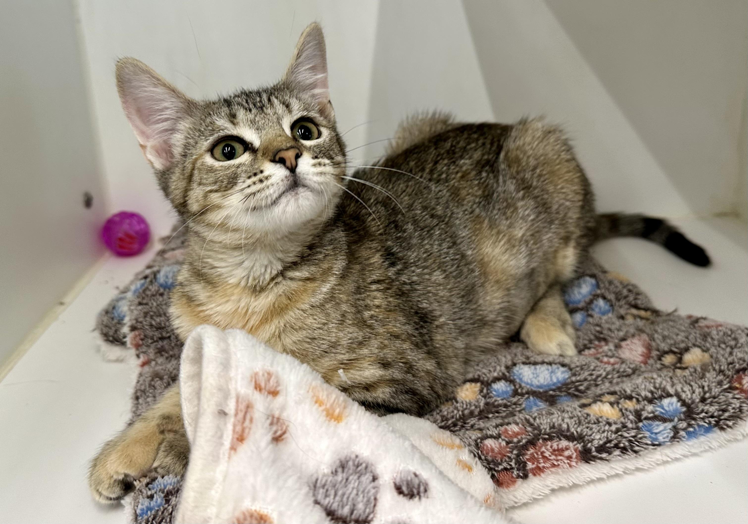 Wally, ADOPTABLE, Kitten Female Domestic Short Hair.