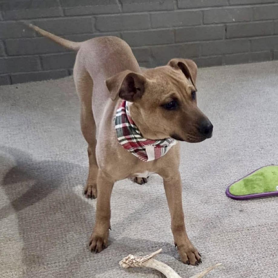 Earth, Adoptable, Puppy Male Mixed Breed & Terrier.