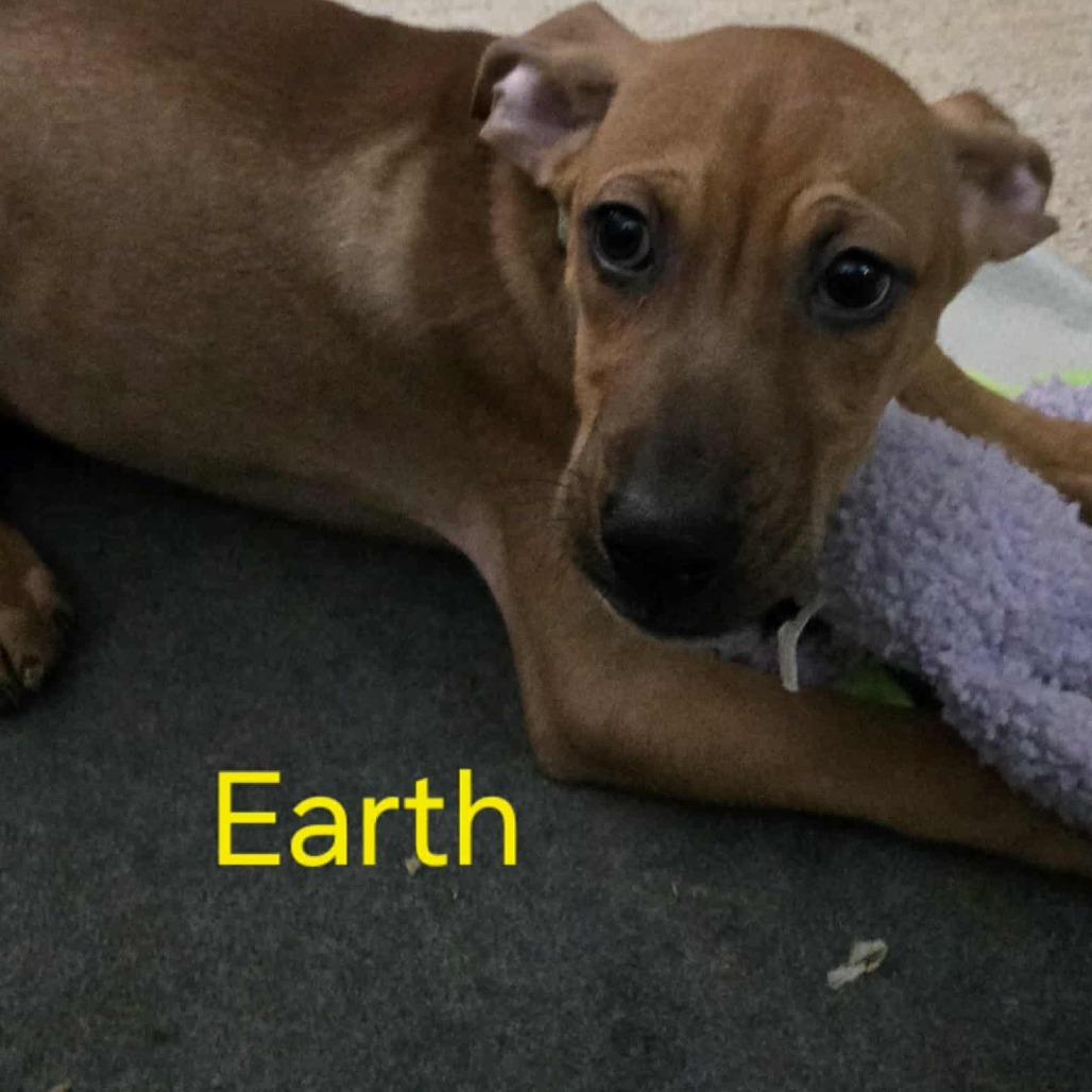 Earth, a Adoptable mixed breed in Olathe, KS image 1/2