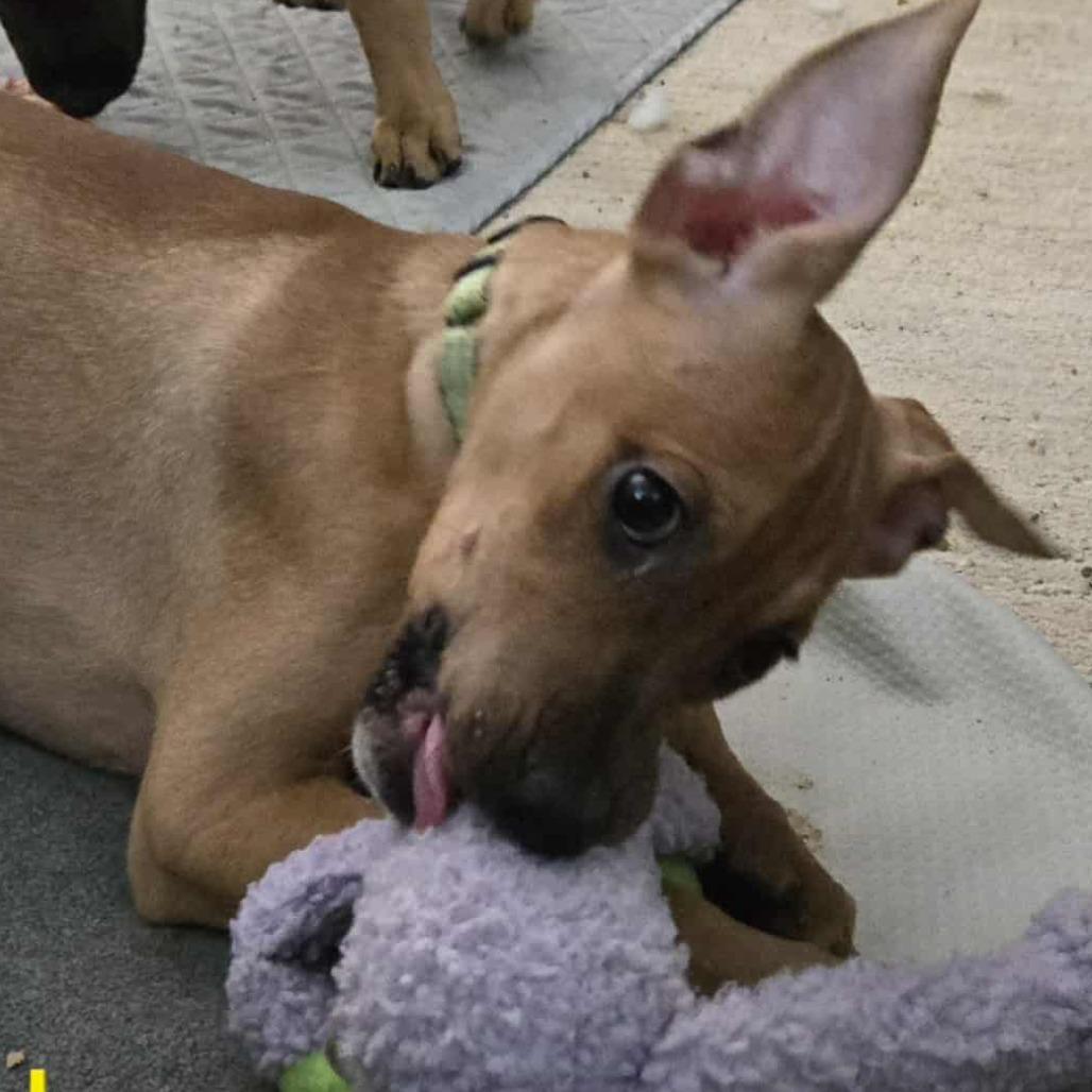 Earth, a Adoptable mixed breed in Olathe, KS image 2/2