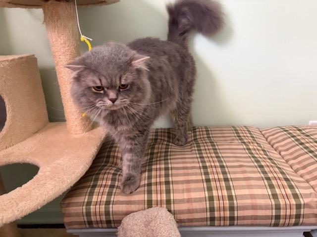 Enlarge FINLAY, a ADOPTABLE Persian in Churchville, PA image 6/6
