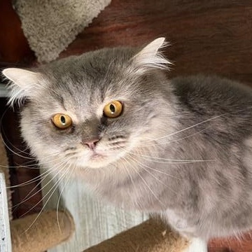 Enlarge FINLAY, an adopted mixed breed in Churchville, PA image 5/6