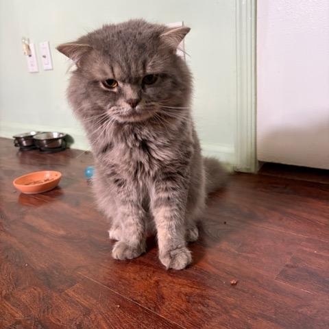 Enlarge FINLAY, a ADOPTABLE Persian in Churchville, PA image 2/6