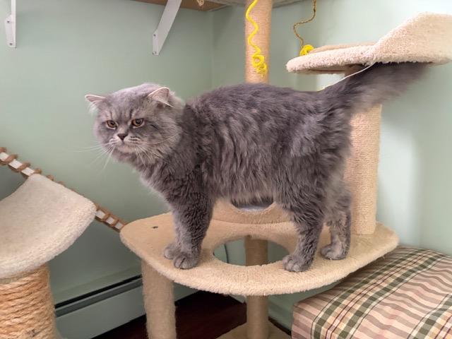 Enlarge FINLAY, a ADOPTABLE Persian in Churchville, PA image 5/6
