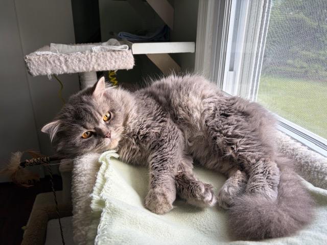 Enlarge FINLAY, a ADOPTABLE Persian in Churchville, PA image 4/6