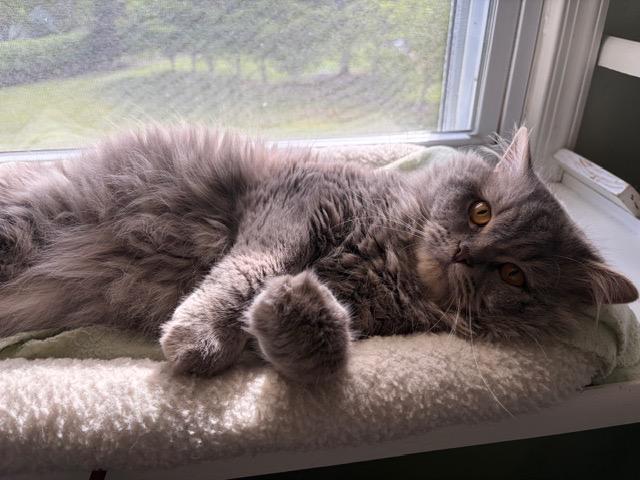 Enlarge FINLAY, a ADOPTABLE Persian in Churchville, PA image 3/6