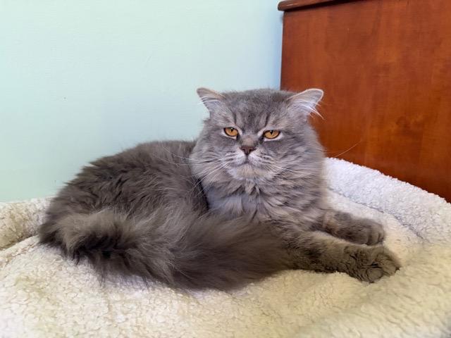 FINLAY, ADOPTABLE, Young Male Persian.