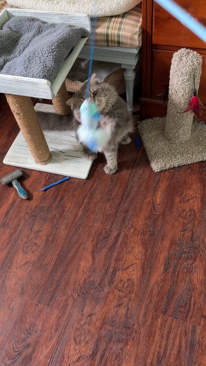 Enlarge FINLAY, an adopted mixed breed in Churchville, PA video 6/6