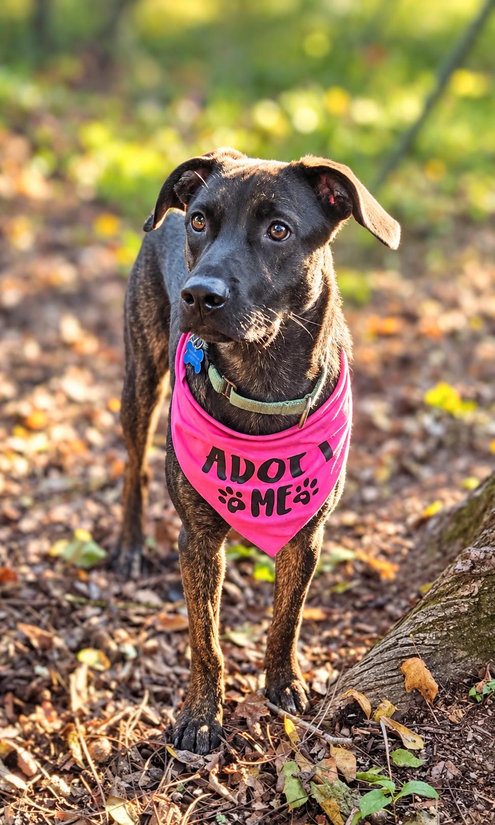 Enlarge Annie, a Adoptable mixed breed in Columbia, MD image 5/6