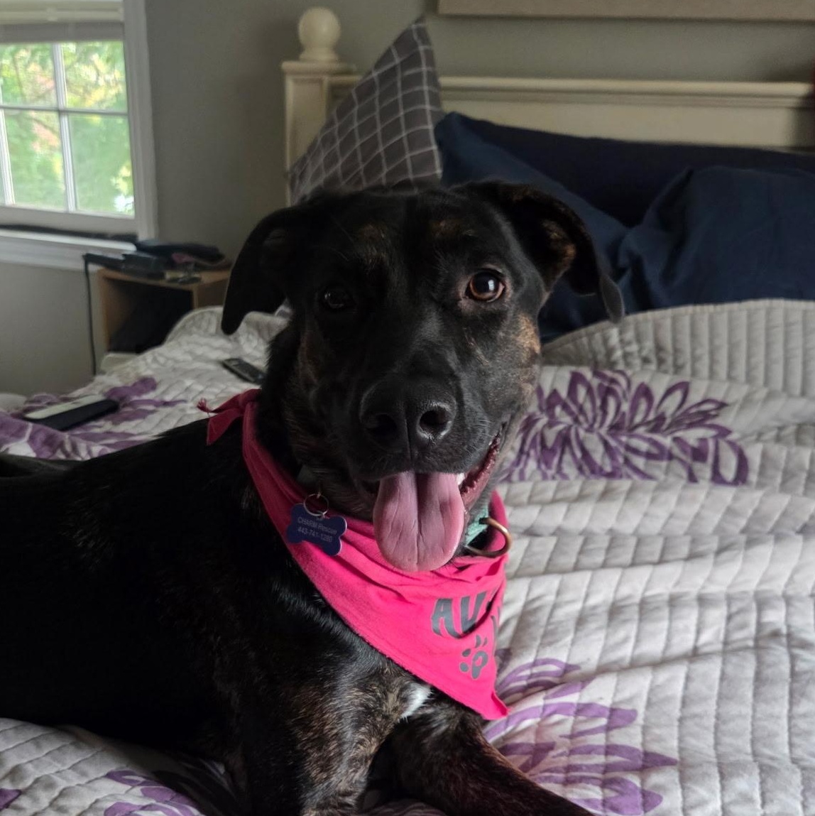 Enlarge Annie, a Adoptable mixed breed in Columbia, MD image 3/6