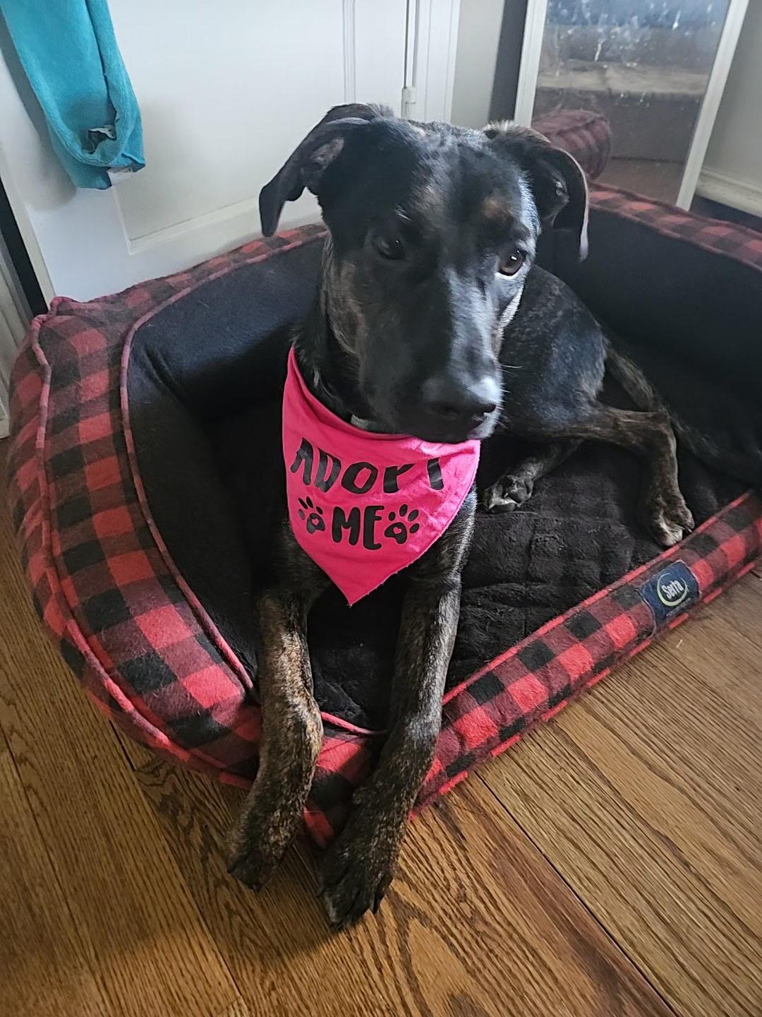 Enlarge Annie, a Adoptable mixed breed in Columbia, MD image 2/6