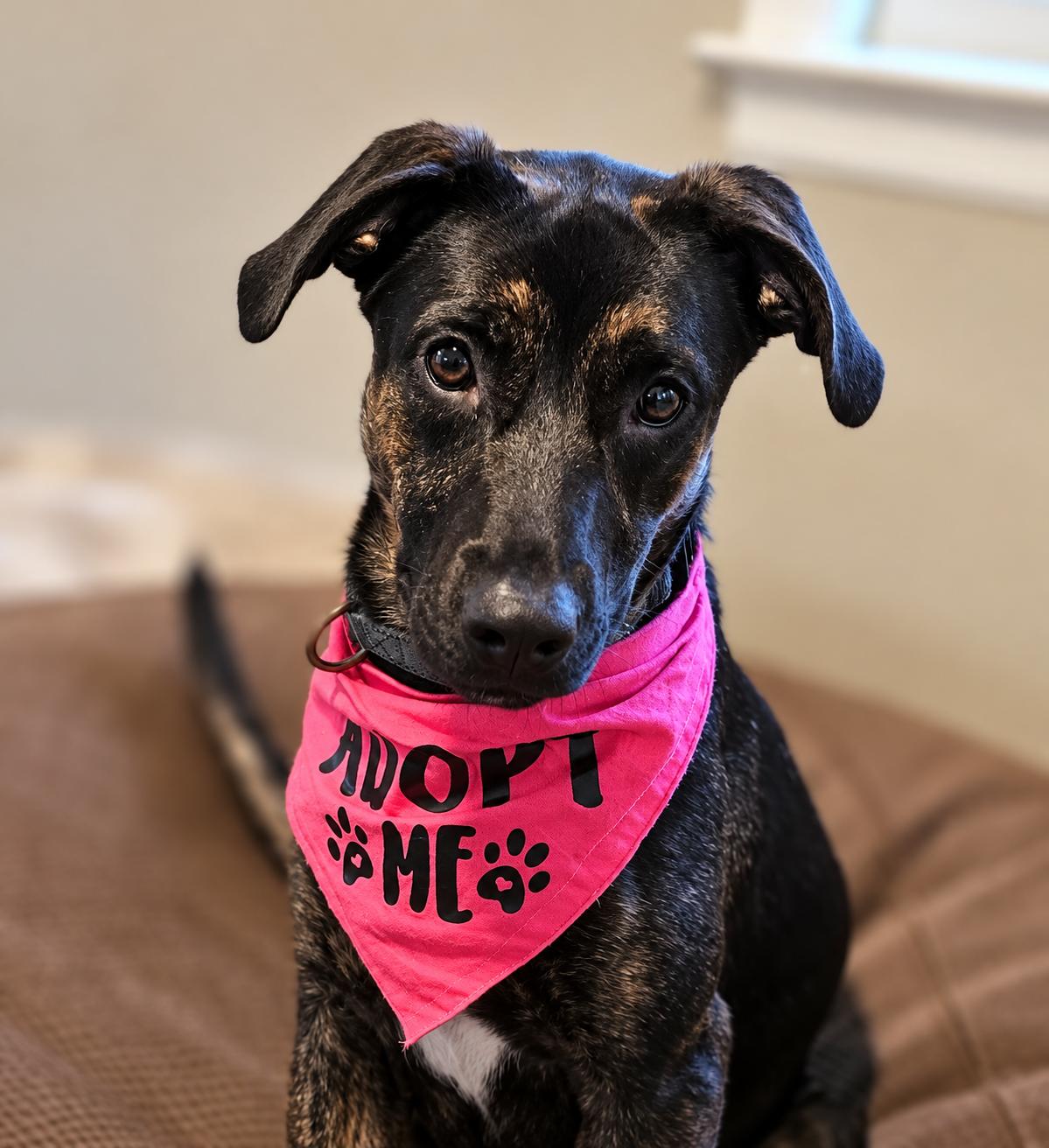 Enlarge Annie, a Adoptable mixed breed in Columbia, MD image 6/6