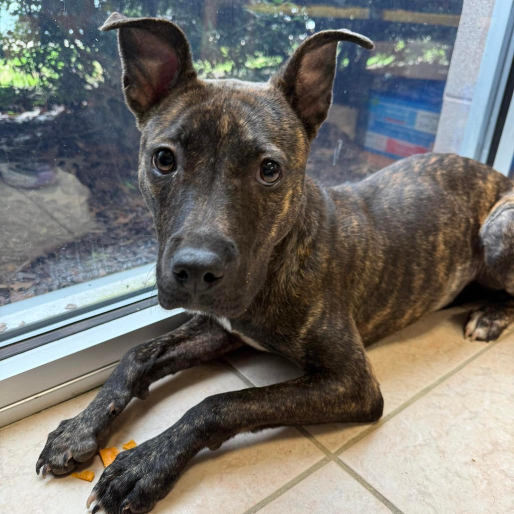 Enlarge Cozy, a Adoptable Pit Bull Terrier in Birmingham, AL image 1/4