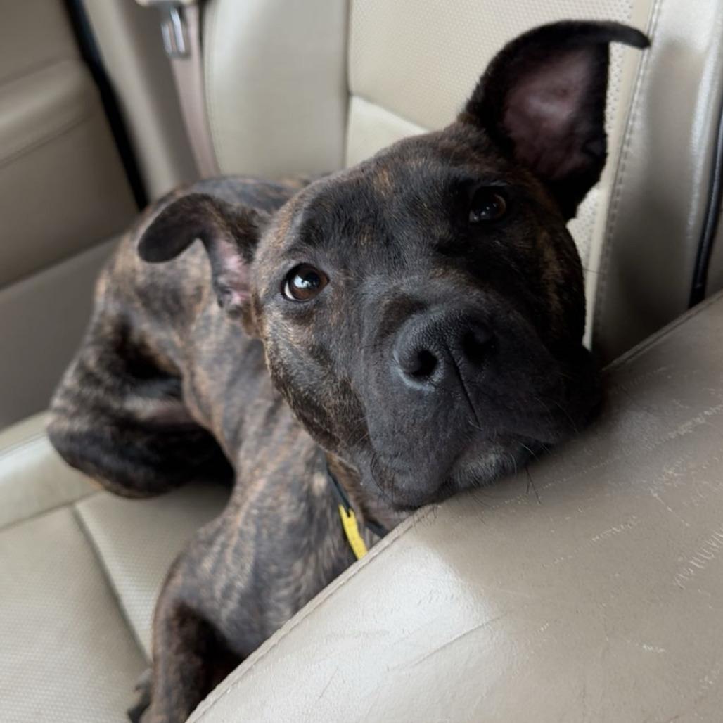 Enlarge Cozy, a Adoptable Pit Bull Terrier in Birmingham, AL image 2/4