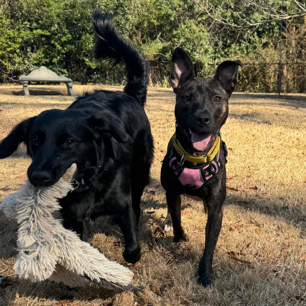 Enlarge Cozy, a Adoptable Pit Bull Terrier in Birmingham, AL image 3/4