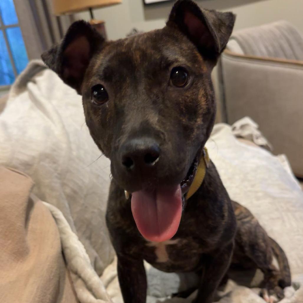 Enlarge Cozy, a Adoptable Pit Bull Terrier in Birmingham, AL image 4/4