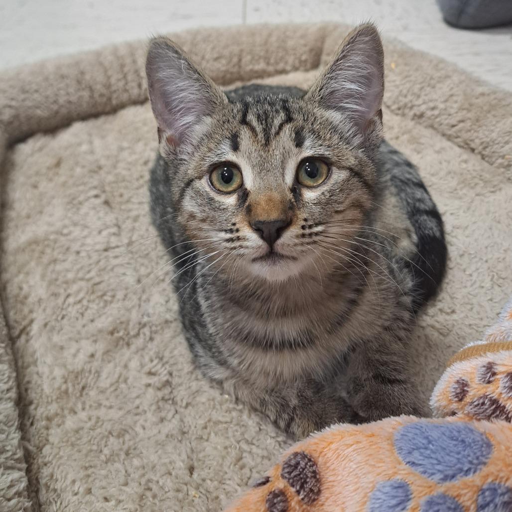 Enlarge Gilly, a Adoptable Domestic Short Hair in Pensacola, FL image 1/3