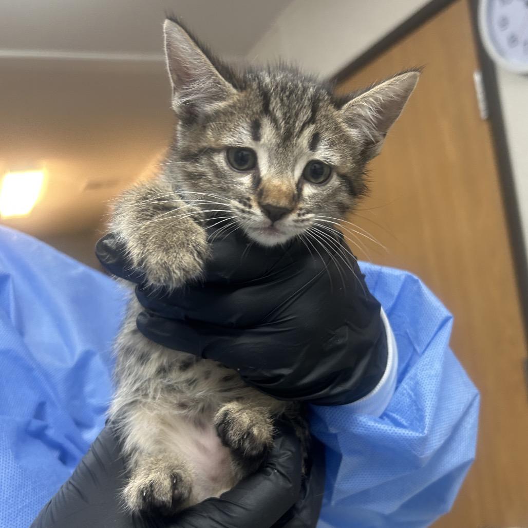 Enlarge Gilly, a Adoptable Domestic Short Hair in Pensacola, FL image 2/3