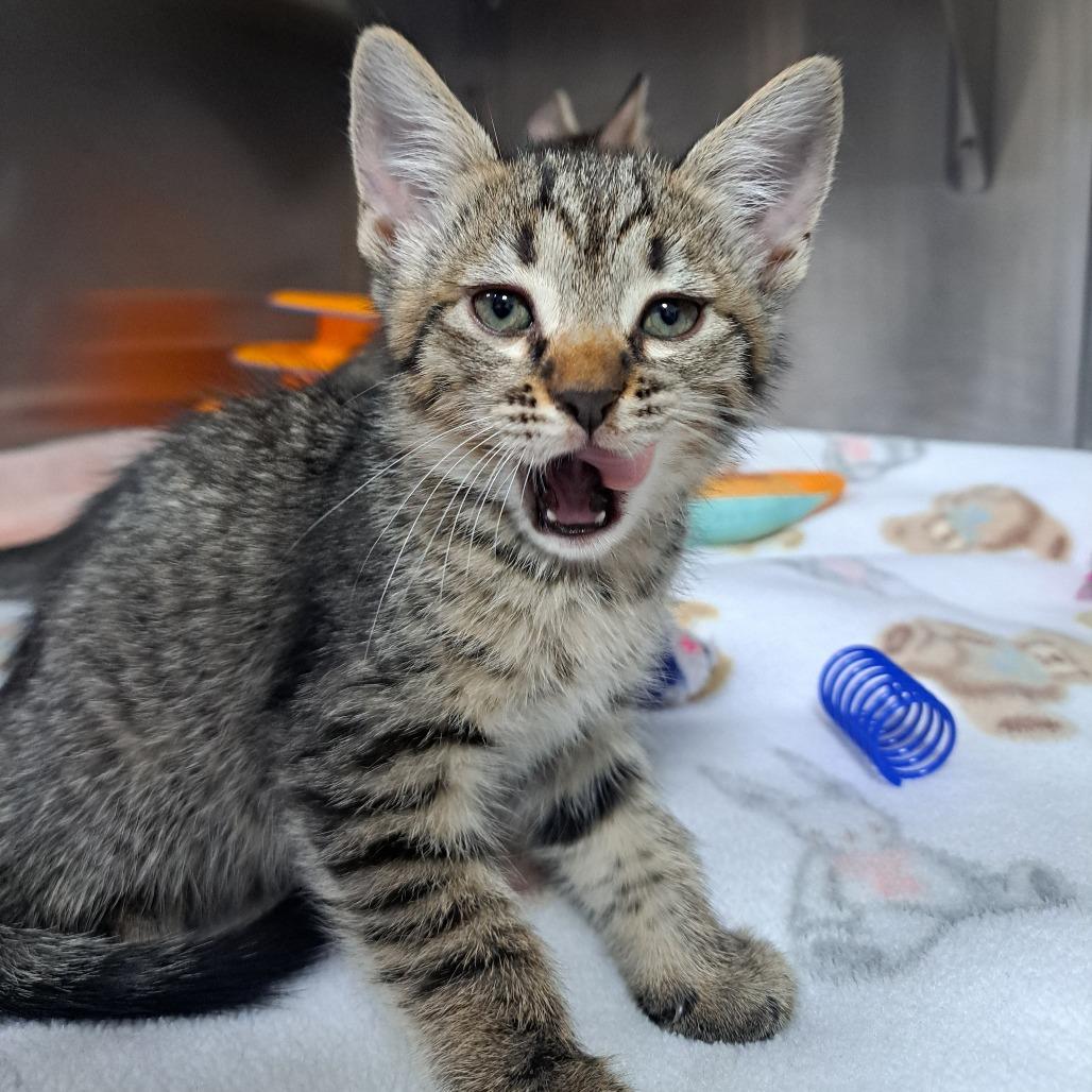 Enlarge Gilly, a Adoptable Domestic Short Hair in Pensacola, FL image 3/3