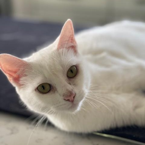 Chelsea, ADOPTABLE, Adult Female Domestic Short Hair.