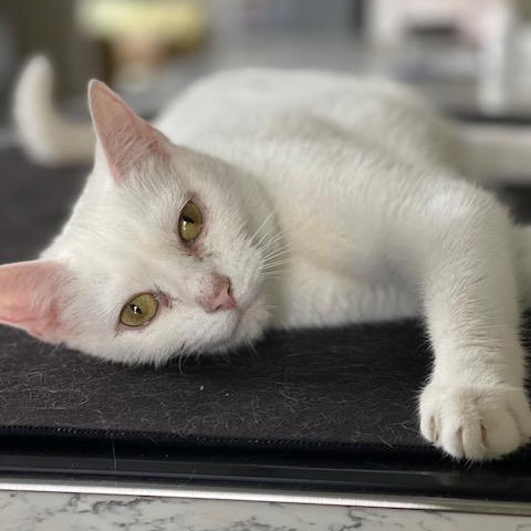 Chelsea, a ADOPTABLE Domestic Short Hair in Braintree, MA image 3/6