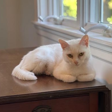 Chelsea, a ADOPTABLE Domestic Short Hair in Braintree, MA image 5/6