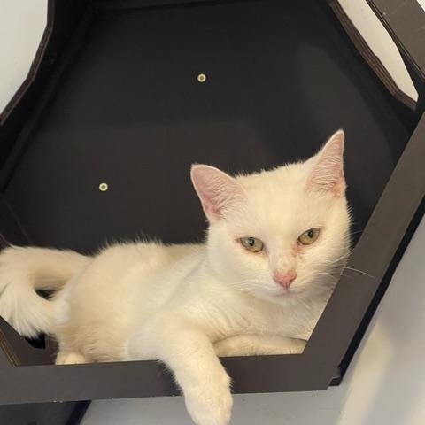 Chelsea, a ADOPTABLE Domestic Short Hair in Braintree, MA image 2/6