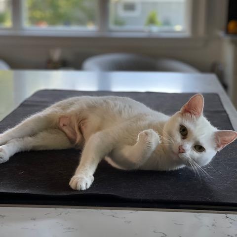 Chelsea, a ADOPTABLE Domestic Short Hair in Braintree, MA image 4/6