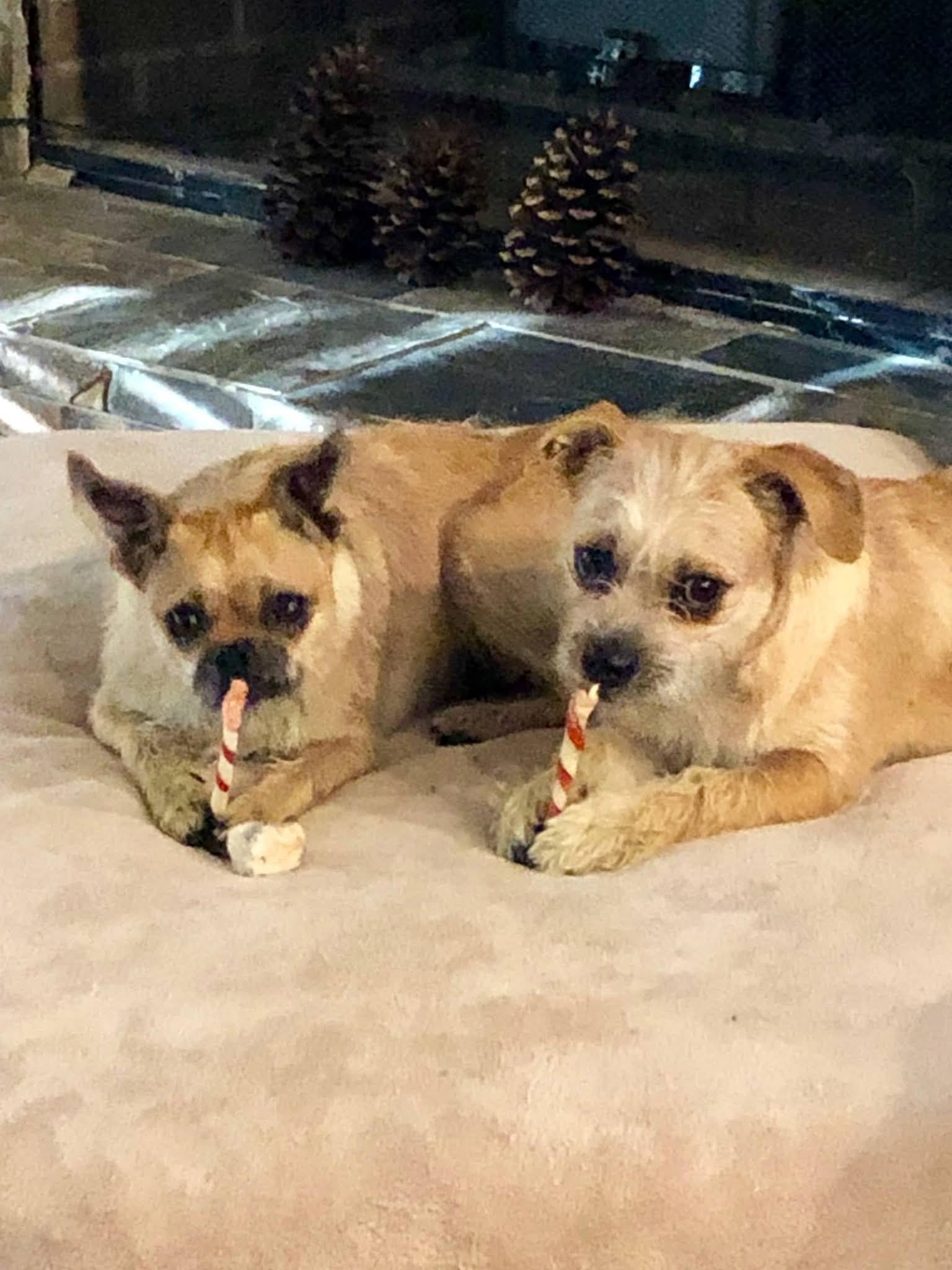 Chloe & Sammy, adopted, Adult Female Chug.