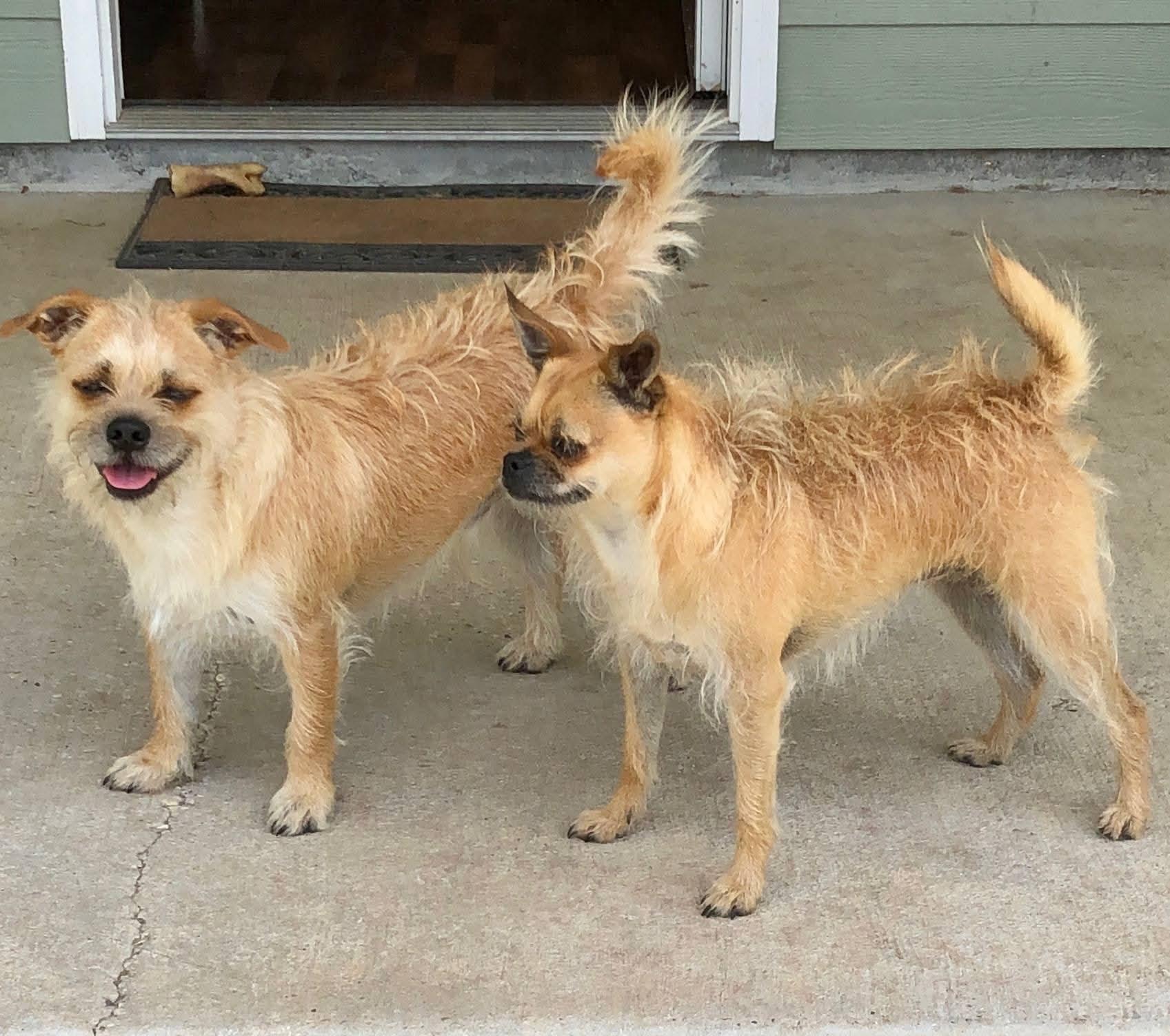 Enlarge Chloe & Sammy, an adopted Chug in Mobile, AL image 2/2
