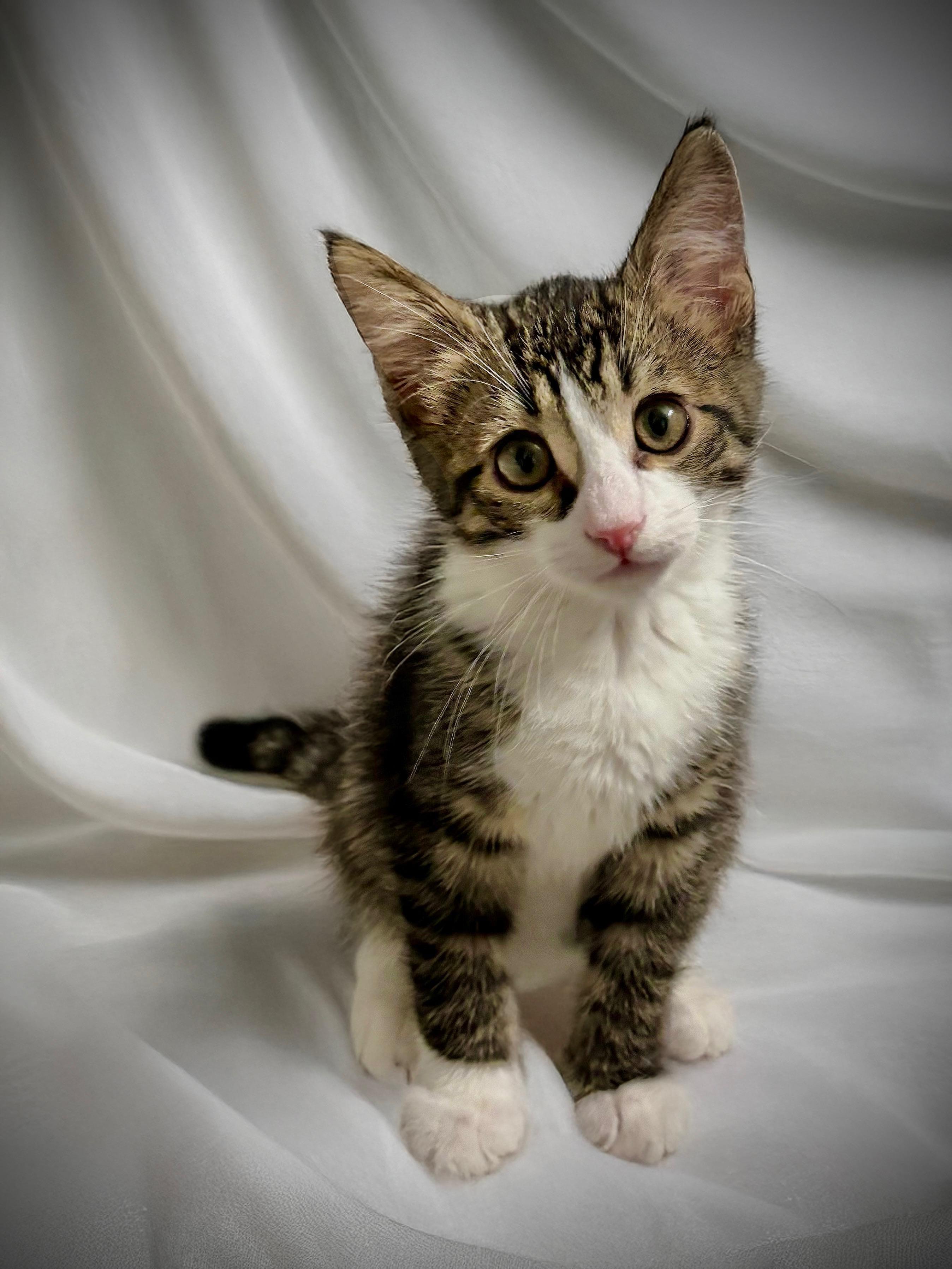 Breton, Baby Male Domestic Short Hair