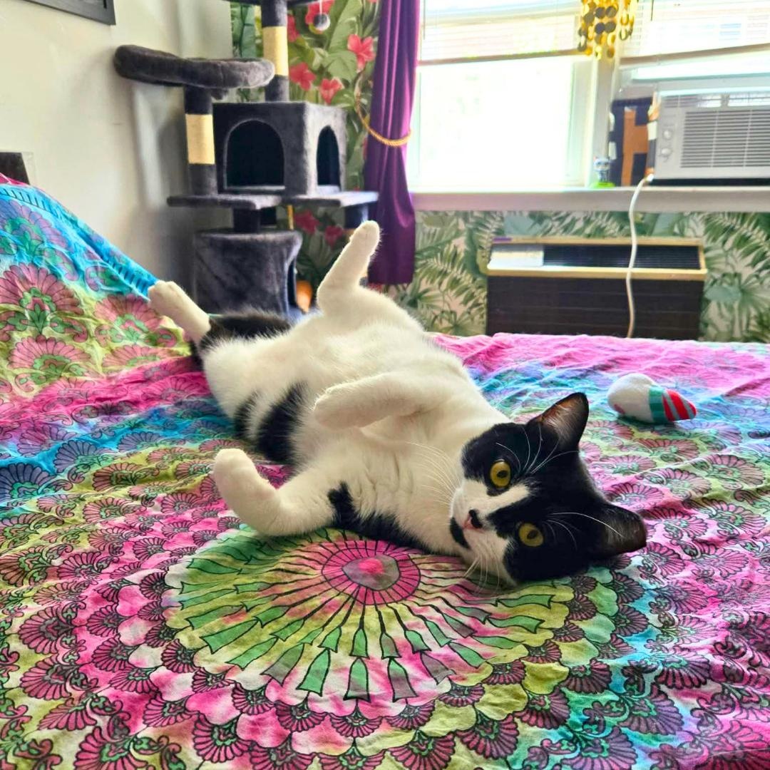 Lily & Daisy - sweetest mom and daughter, a Adoptable Domestic Short Hair in Bronx, NY image 3/6