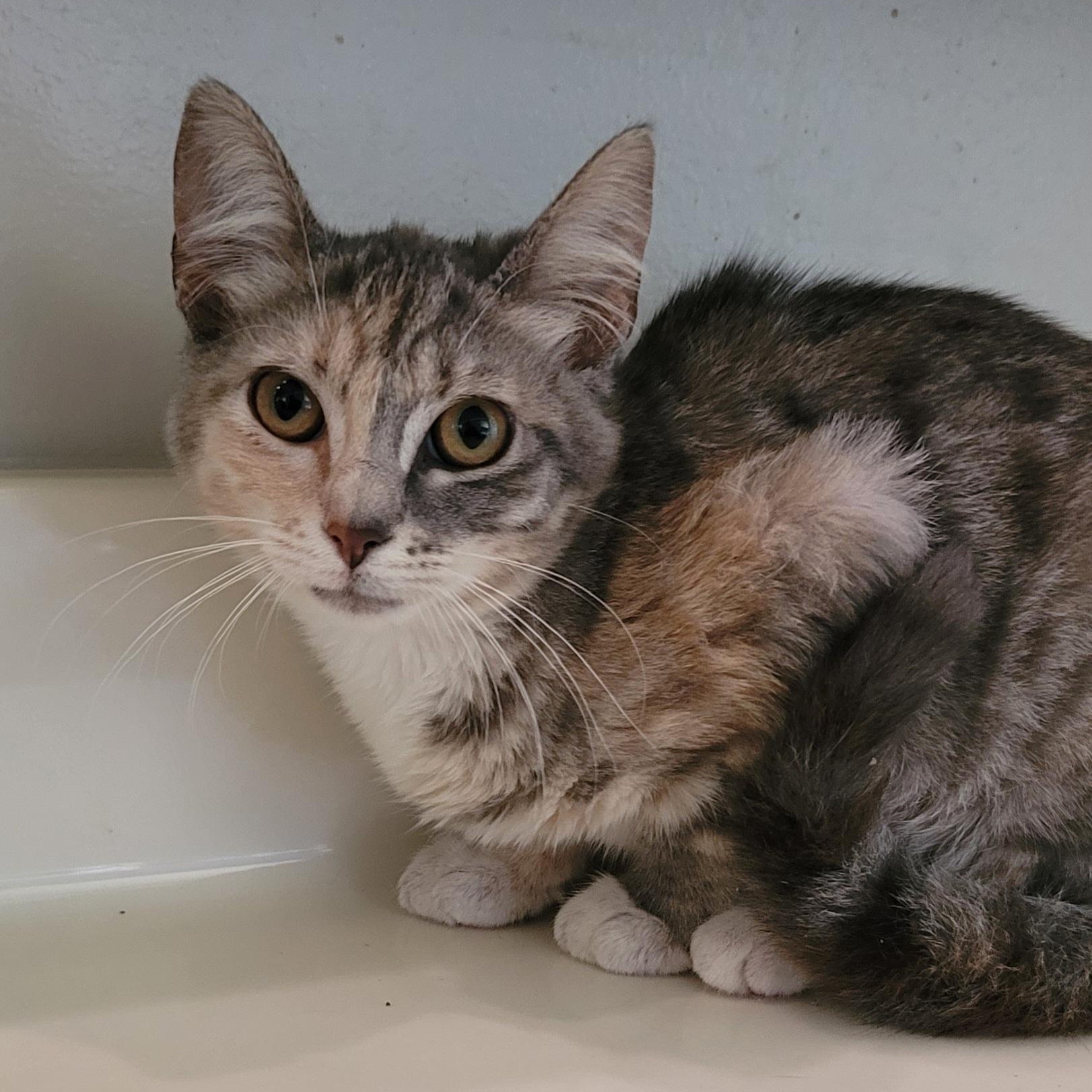 Rey, an adopted mixed breed in Orlando, FL image 4/5